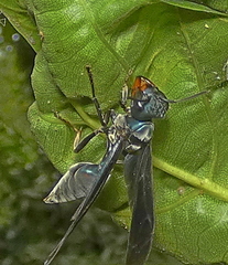 Synoeca ilheensis