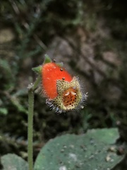 Kohleria stuebeliana