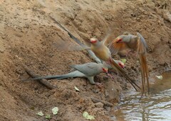 Urocolius indicus transvaalensis