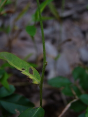 Euphorbia pubentissima