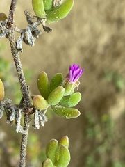 Drosanthemum candens