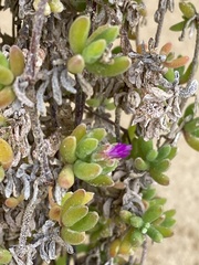 Drosanthemum candens
