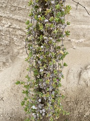 Drosanthemum candens