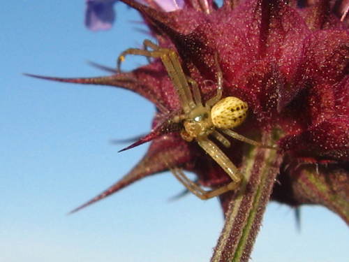 Thomisidae