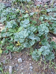 Malva sylvestris