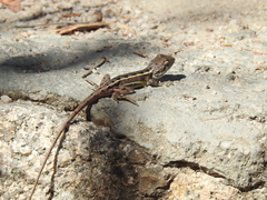 Diporiphora