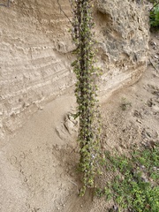 Drosanthemum candens