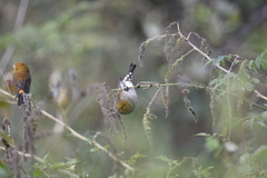 Carpodacus sipahi