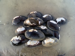 Uniomerus tetralasmus