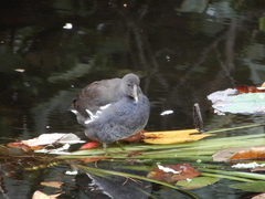 Gallinula chloropus chloropus