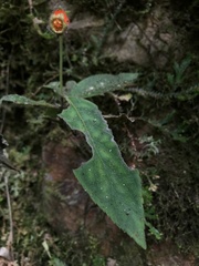 Kohleria stuebeliana