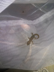 Afrogecko porphyreus