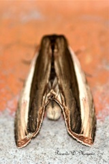 Lirimiris pennipenis