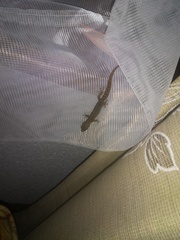 Afrogecko porphyreus