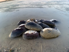 Uniomerus tetralasmus