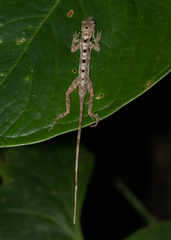 Anolis polylepis
