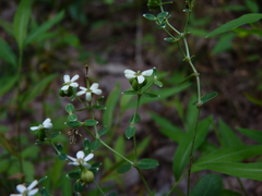Euphorbia pubentissima