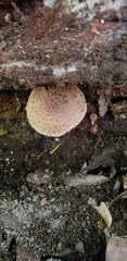 Cystoagaricus