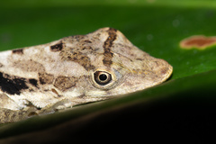 Anolis polylepis