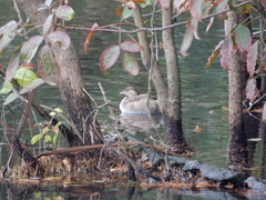 Tachybaptus ruficollis