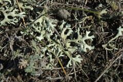 Xanthoparmelia camtschadalis