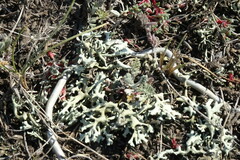 Xanthoparmelia camtschadalis