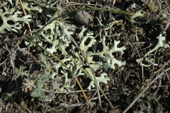 Xanthoparmelia camtschadalis