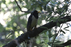 Urocissa flavirostris