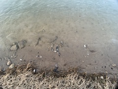 Uniomerus tetralasmus