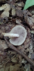 Cystoagaricus