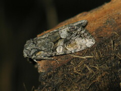 Lacanobia contigua