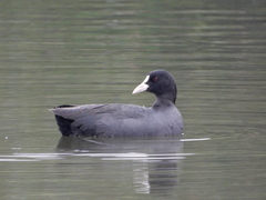 Fulica atra