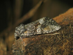 Lacanobia contigua