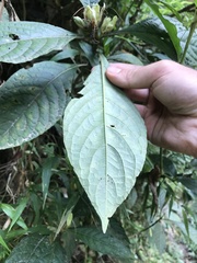 Ruellia tubiflora