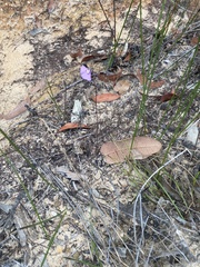 Utricularia uniflora