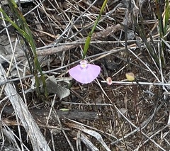 Utricularia uniflora
