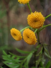 Tanacetum vulgare