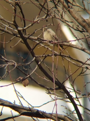 Phoenicurus ochruros