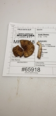 Cystoagaricus