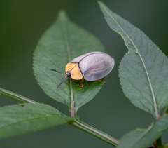 Stolas lineaticollis