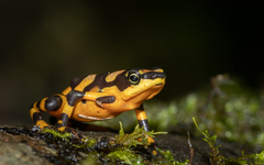 Atelopus varius