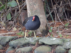 Gallinula chloropus chloropus