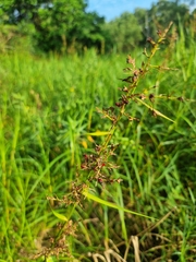 Scleria sumatrensis