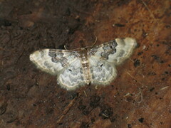 Idaea rusticata