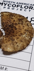 Cystoagaricus
