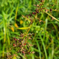 Scleria sumatrensis