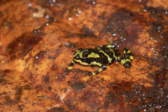 Atelopus varius