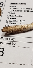 Cystoagaricus