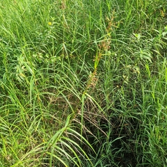 Scleria sumatrensis