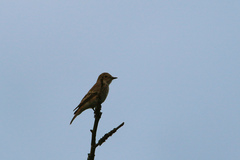Muscicapa striata striata